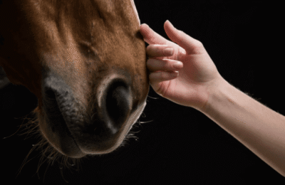 Screenshot-equine-assisted-learning2